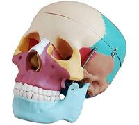 Educational Materials, Model of Human Organ / 1: 1 Skull Human Skull Model Colorful Anatomical Model Medical Quality Medical Model/Human Bone Anatomical Model