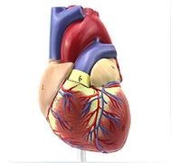Educational model 1:1 human heart anatomy model color ultrasound cardiology doctor gift teaching aids