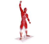 Educational Model 50CM Human Torso ficial Muscle Vision Anatomy for,Medical Models