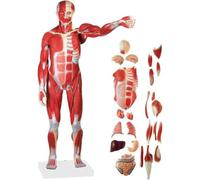 Educational Model, 78cm Anatomical Human Muscle Figure 27-Part 1/2 Size for Teaching/Studying Musculature and Organs Anatomy