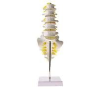 Educational Model Anatomical Model for The Human Spine 5 Knots Lumbar with Herniationsscheibe, Human Skeleton Model for