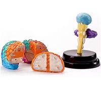 Educational Model Anatomical Model of Human Brain Structure Understanding The Structure of The Brain Medical School Teac