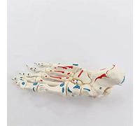 Educational Model Animal Cell Model Microstructure Anatomy Biology Teaching Mdwxb001 2.5Kg Models