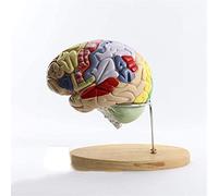 Educational Model Brain Anatomical Model Colorcoded Human Regional Brain to Identify The Different Brain Functions 4 Parts 2X Life Size Anatomy Model Models