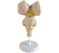 Educational Model Brainstem Model Human Brain Stem Model Brainstem and The Hypothalamic Nuclei - Model Anatomic Brain - Education