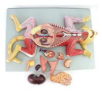 Educational Model, Cat Model, Pet Organ, Visceral Muscle, Nerve, Breeding Veterinary Animals, Teaching, Animal Atlas Medical Study, Exhibition