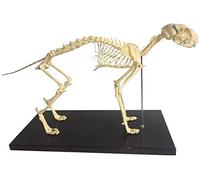 Educational Model Cat Skeleton Anatomy Cat Bones Skeleton Specimen Anatomy Model Animal Cat Skeleton Anatomical Model for Veterinary Teaching Demonstration Tool Models