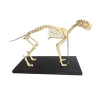 Educational Model Cat Skeleton Anatomy Cat Bones Skeleton Specimen Anatomy Model Animal Cat Skeleton Anatomical Model for Veterinary Teaching Demonstration Tool,Medical Models