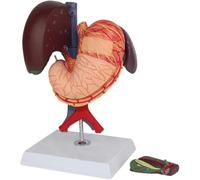 Educational Model Hepatopancreatic Duodenal Section Model Duodenal Anatomical Model Human Internal Organs Anatomical Model