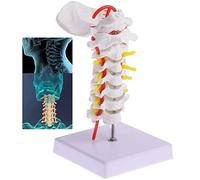 Educational Model Human Anatomical Model, 1: 1 Cervical Model of Human Skeleton Cervical Spine with Neck Artery Occipit