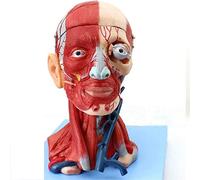 Educational Model Human Head Anatomical Model/Brain Model Anatomy/Neck Muscle Anatomy Nerve Blood27Cm17Cm21Cm,Medical M