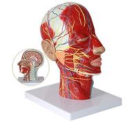 Educational Model Human Head Anatomical Model with Vessels Vascular Nerve Model Medical Anatomical Brain Model with Ves