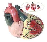Educational Model Human Heart Model Soft Foam CrossSection Cardiac Structure Model for Cardiology and Human Organ Anatomy Model,Medical Models