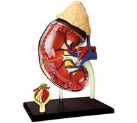 Educational Model Human Kidney Organ - Life-Size Organs 41 Detachable and Body Parts Medical Teaching for