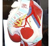 Educational Model Human Leg Muscle Anatomical Model Human Anatomy Science Models Lower Extremity Muscle Vascular Nerve