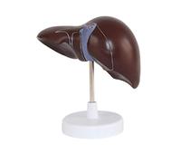 Educational Model Human Liver Anatomical Model Hepatobiliary Pancreas Model for Medical School Teaching Aids Demonstrati