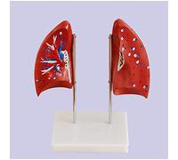 Educational Model Human Lung Anatomy Model Human Organ Lung Demonstration Model Lung Model Removable 4 Parts Human Orga
