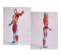 Educational Model, Human Muscle Assembly, Anatomical Model, 80 Cm Chest, Internal Organs, Anatomical Skeleton Model In Class