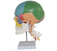 Educational Model Human Skull and Cervical Spine Model Anatomy Human Skull Model Anatomical Color Skull Model