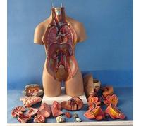 Educational Model Human Torso Model 55cm Assembled Body Medical Model Human Anatomy Anatomical Model Science Biual Educ