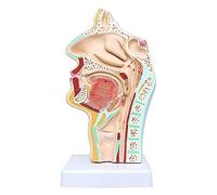 Educational Model l Cavity Throat Model Human Organ Anatomical Model Anatomical l Cavity Throat Anatomy Medical Model f