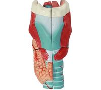 Educational Model Laryngeal Anatomy Model, 3 Times Magnification Laryngeal Anatomy Model, Medical Laryngeal Structure Human Organ Anatomy Model for Medical Education