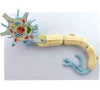 Educational Model, Learning Props Neuron Model, An Enlarged Model Of Nerve Fiber Structure, Magnified To 2500 Times, A Total Of 15 Position Indicators Teaching Aids