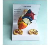 Educational Model Life Size Human Heart Model - Human Organ Anatomy Model Atrial Fibrillation with Base - Compatible with Medical Education Training Aids