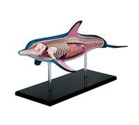 Educational Model Models Dolphin Anatomy Detachable Organs Body Parts Animal Anatomyical Biology Medical Teaching 2.6 * 9.5 * 128Cm