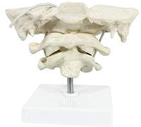 Educational Model Occiput Model - Human Cervical Spine Model Occipital Bone Model PVC Material Atlas and with Occipital Bone Model for Teaching Training Aid (Color :