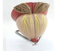 Educational Model Prostate Anatomy Model 2X Male Prostate Model Detachable 4-Part Human Organ Anatomy Model
