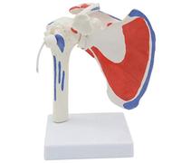 Educational Model Shoulder Joint Model - Human Shoulder Joint Model with Muscle Start And End Points - Medical Anatomical Shoulder Joint - Articulated with Detachable And Flexible Ligaments (A )