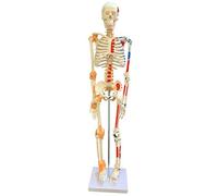 Educational Model Skeleton Human with Body Muscles and Ligaments Movable Joints for Science Classroom Medical School Clinic Education Teaching Aid 85Cm