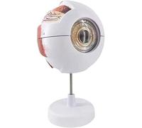 Educational Models Human Eye Model, Human Anatomy Natural Eye Model, Medical Learning Aids Teaching Instruments, Medical Models