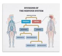 Educational Nervous System Chart Regulation Techniques for Focus and Calm Canvas Wall Art for Therapy Office or Library Decor(Unframed,16x24inch(40x60cm))