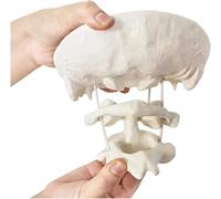 Educational Occiput Model Human Cervical Spine Occipital Bone Model Functional Movable Occipital Models for Educative Medical Students Teaching Supplies
