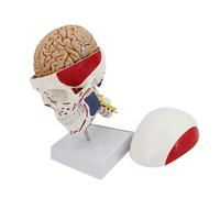 Educational PVC Skull with Color-Coded Muscles Ideal for Classroom Study Educational Skull