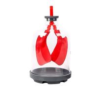 Educational Respiratory Teaching Aid with Diaphragm Motion and Lung Exchange Enhanced Learning in Biology Lessons Respiratory Model