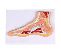 Educational Sectional Anatomical Ankle Foot Joint Model with Detailed Muscles and Ligaments Structure for Anatomy Study Education