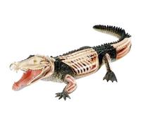 Educational Training Alligator Fish Animal Anatomy Model Science Teaching Utensil Animal Teaching