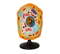 Educational Training Animal Cell Anatomy Model With Removable Parts For Science Animal Teaching