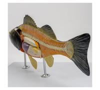 Educational Training Simulated Perch Internal Organ Anatomy Model With 5 Parts Animal Teaching