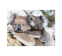 EdWal Koala Bear print Lightweight Bed Blankets Plush Cozy Blanket Microfiber, Ultra Soft Blanket Assorted Size