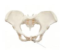 EDXTNKQC Desktop Decoration Figurine - Art Statue, 1:1 Life Size Human Female Pelvic Anatomy Model, Removable Pelvis Floor Skeleton Model With Elastic Rope,for Physiology Science Study