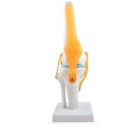 EDXTNKQC Desktop Decoration Figurine - Art Statue, 1:1 Scientific Life Size Human Knee Joint Anatomy Model, Anatomy Model With Ligaments, For Patient Education And Study