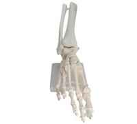 EDXTNKQC Desktop Decoration Figurine - Art Statue, Life Size Human Foot And Ankle Model, Medical Anatomy Foot Skeleton Model W/Tibia Fibula, Human Skeleton Model Right, Fully Articulated