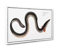 EEL by M.E. Bloch Canvas Print | Gallery Wrapped 30mm Frame Wall Art | 30x20 inches | Ready to Hang | Modern Picture | Living Room Bedroom Lounge Office