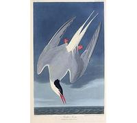 EfeMir Paintings Reproduction Picture On Canvas Famous painting the Arctic Tern From the Birds of By John Audubon for Home Decor 60x90cm