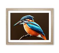 Effervescent Kingfisher Bird H1022 Framed Print for Living Room Bedroom Home Office Décor, Wall Art Picture Ready to Hang, Oak A4 Frame (34 x 25 cm)
