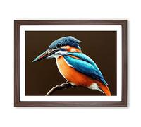 Effervescent Kingfisher Bird H1022 Framed Print for Living Room Bedroom Home Office Décor, Wall Art Picture Ready to Hang, Walnut A3 Frame (46 x 34 cm)